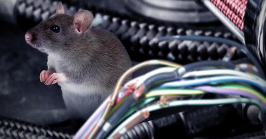 Cara Usir Tikus yang bersarang di mesin mobil